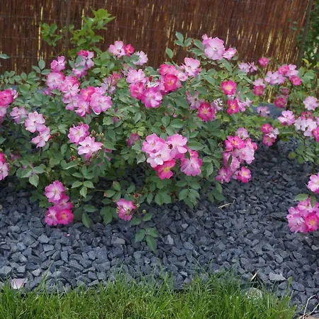 Z Klimatem דירה *